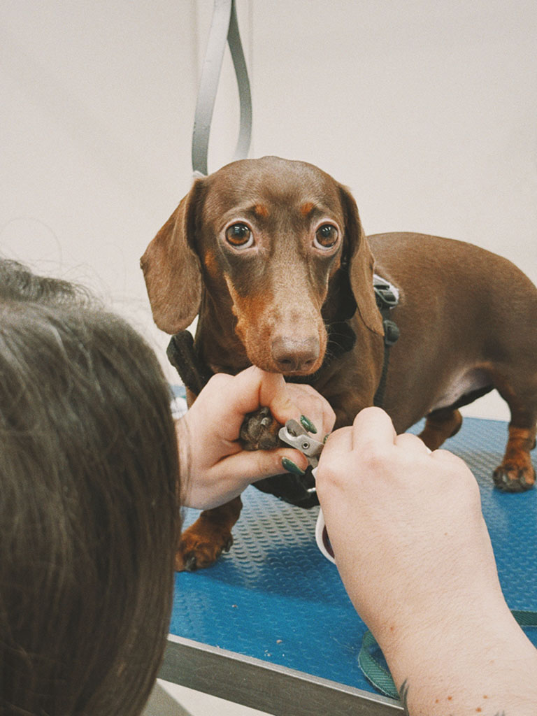 Dachshund having nails trimmed at Hackney Barkers dog grooming salon in Hackney