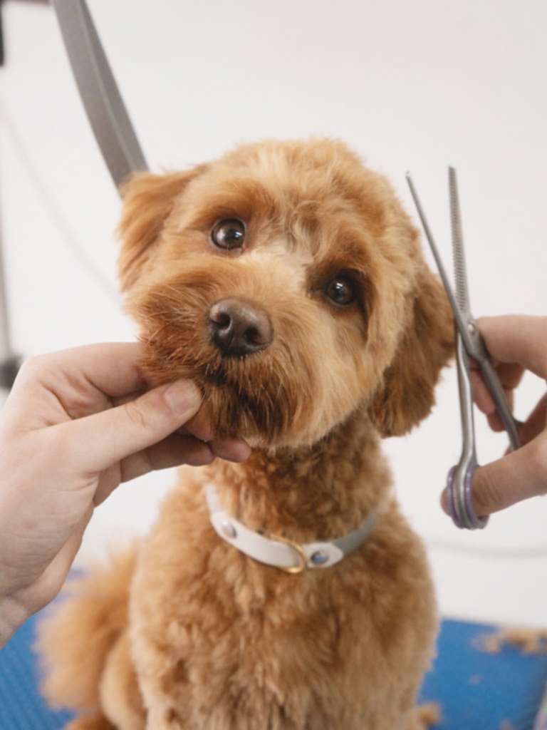 Cavapoo having face trimmed at Hackney Barkers dog grooming salon in Hackney