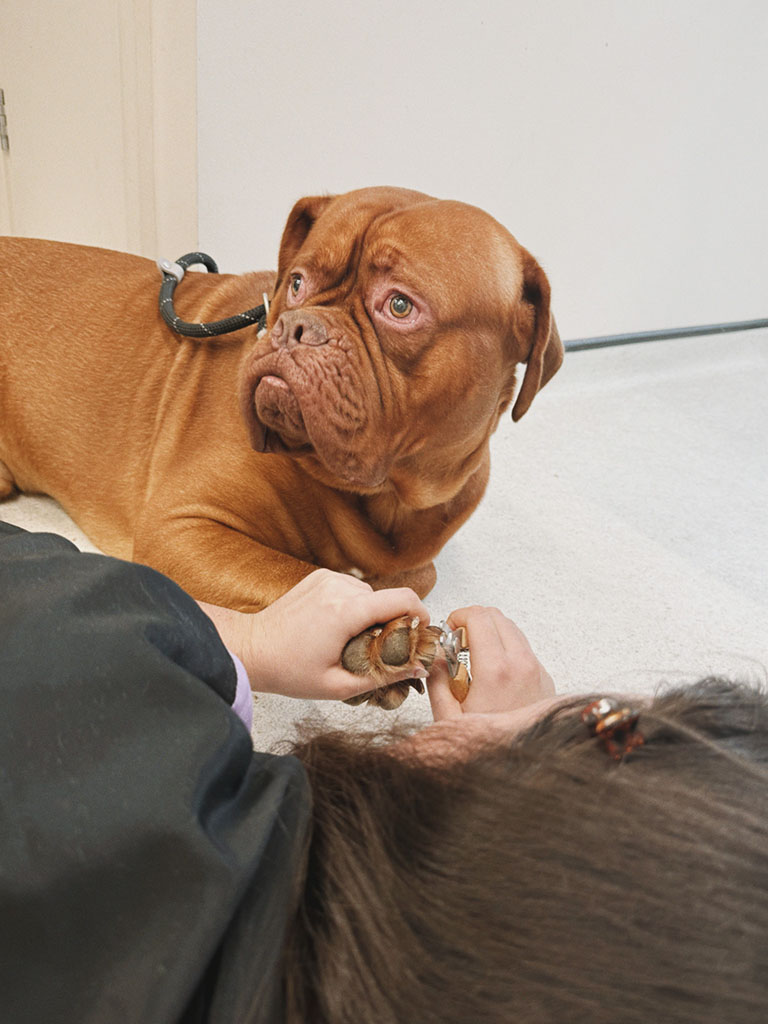 Dogue de Bordeaux enjoying an Express Pawdicure at Hackney Barkers in Hackney