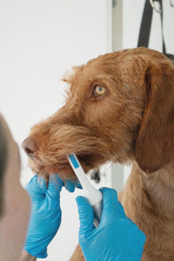 Wirehaired Vizsla receiving ultrasonic teeth cleaning at Hackney Barkers in Hackney