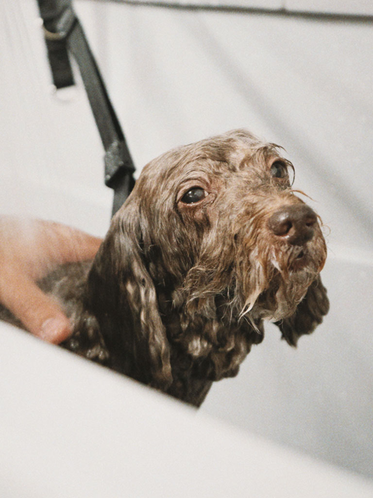 Cockapoo enjoying a warm bath at Hackney Barkers dog grooming salon in Hackney