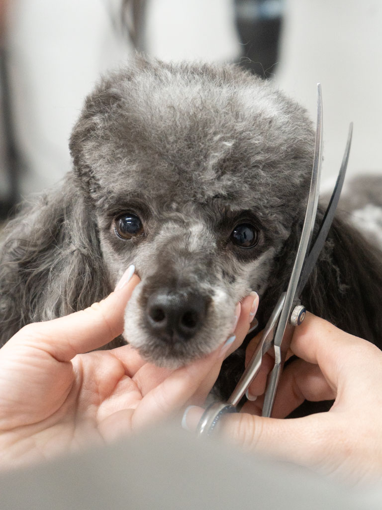 Poodle top knot being scissored at Hackney Barkers dog grooming salon in Hackney