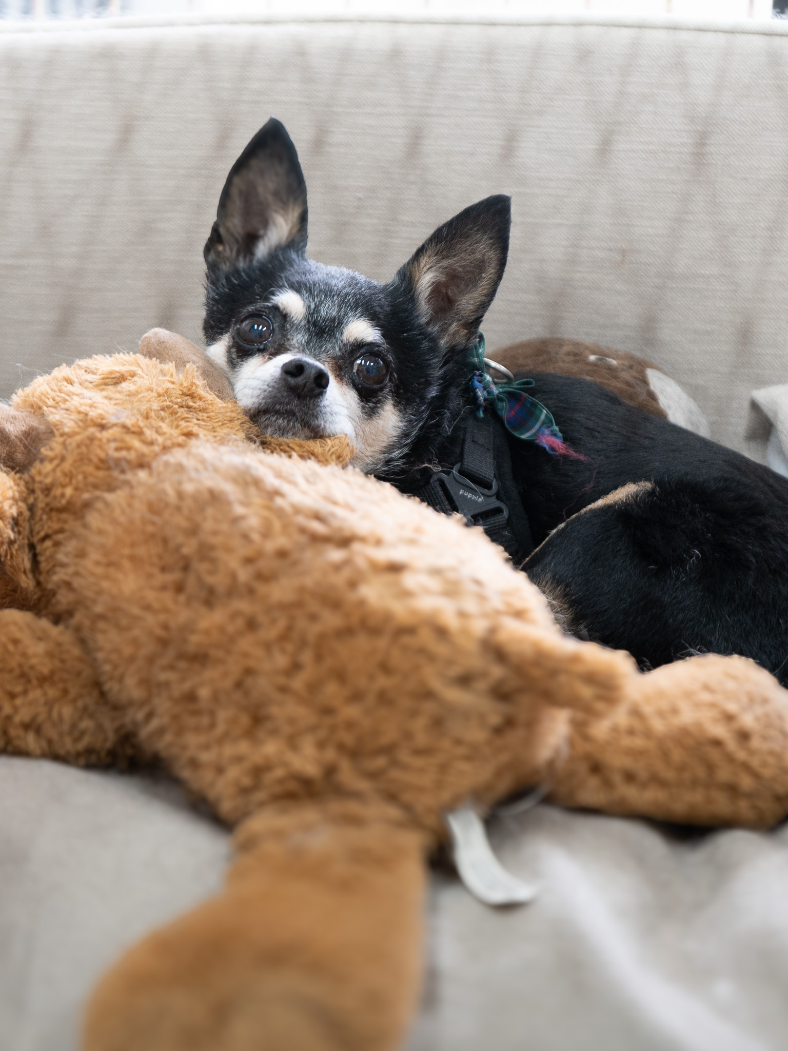 Small dog resting at Hackney Barkers dog grooming salon in Hackney