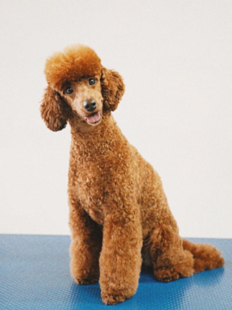 Red miniature poodle after a clip and scissor finish groom at Hackney Barkers in Hackney