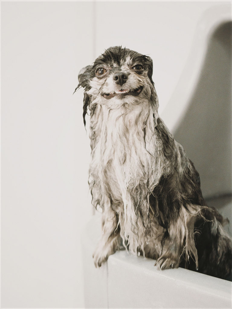 Happy Pomeranian smiling during a bath at Hackney Barkers dog grooming salon in Hackney