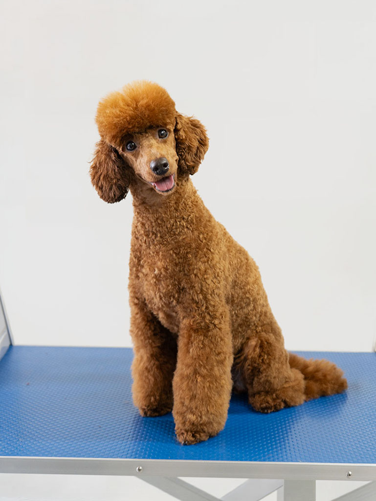 Red miniature poodle posing after a full groom at Hackney Barkers in Hackney