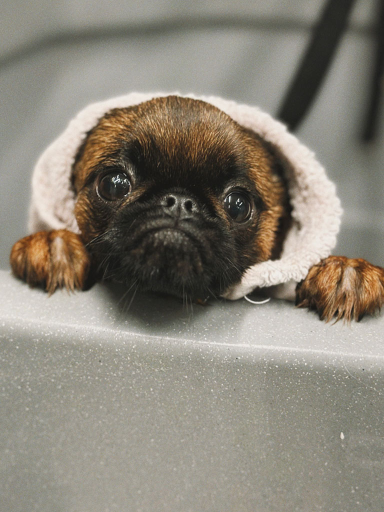 Puppy enjoying their first bath at Hackney Barkers dog grooming salon in Hackney