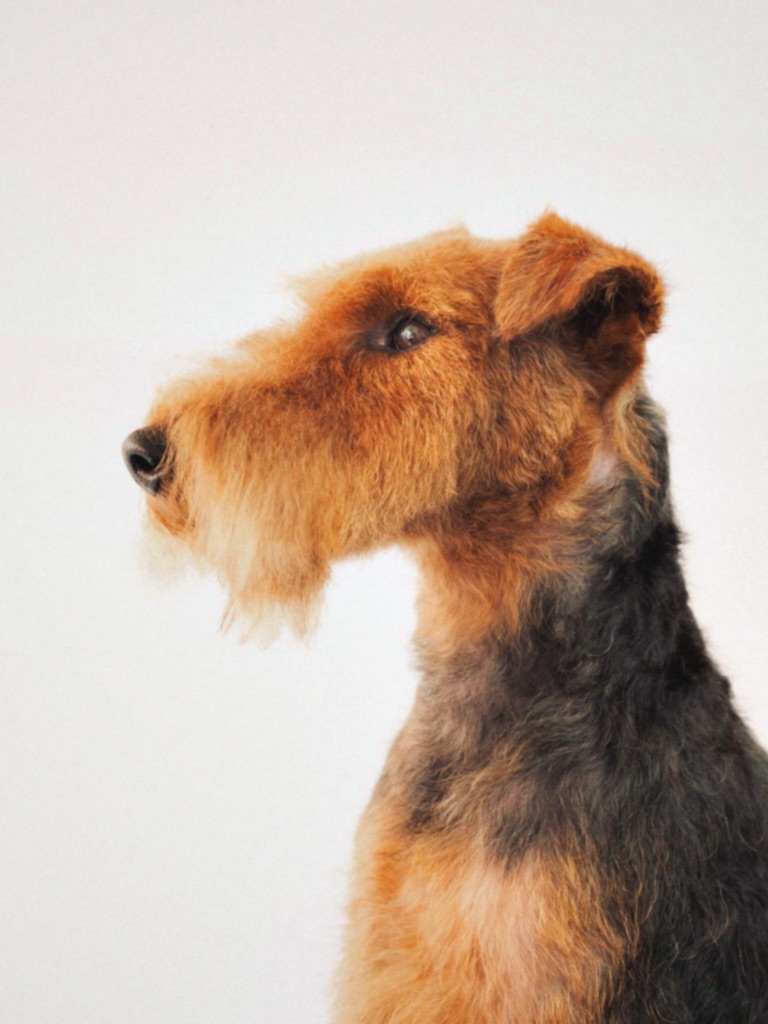 Welsh Terrier posing after a hand stripping groom at Hackney Barkers in Hackney