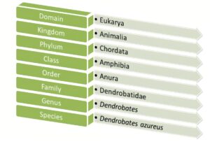 ANURA