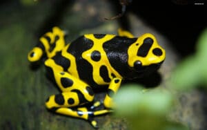 DART