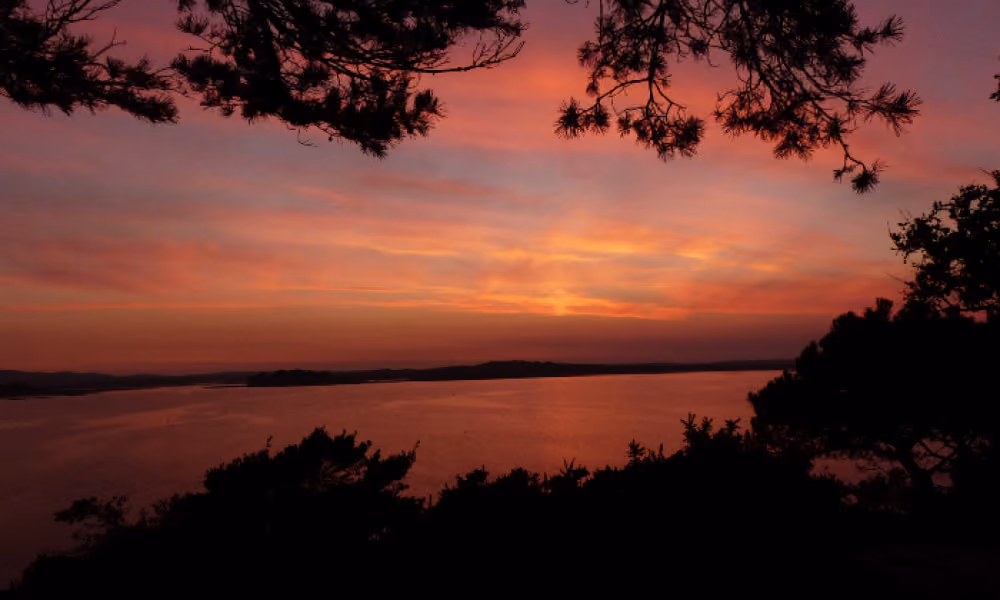 Bird and bat safari on Brownsea Island