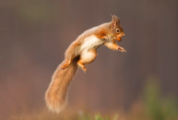 Summer of Play: Squirrel Challenge