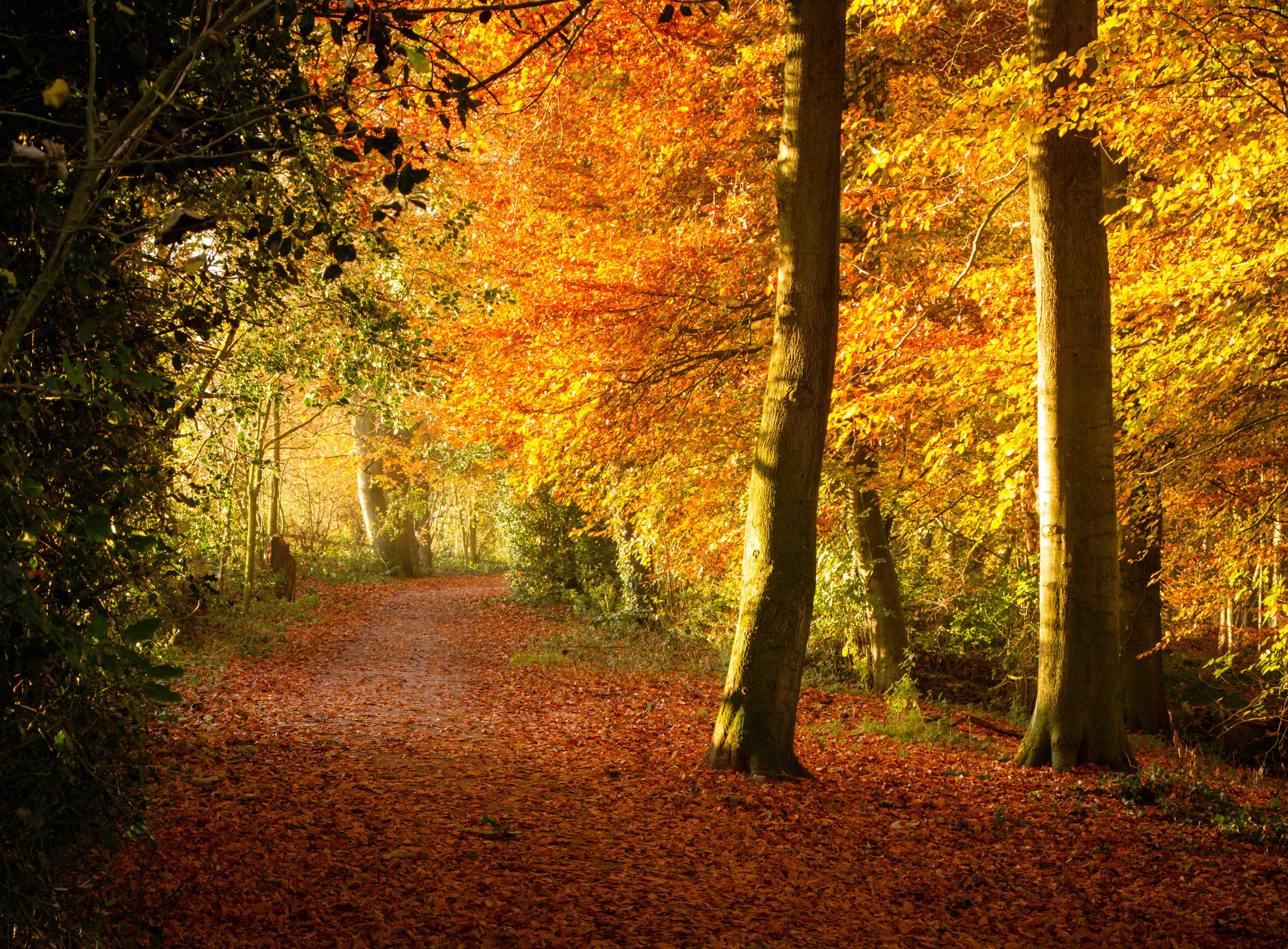Autumn Retreats: Your Perfect Overnight Stay in Poole