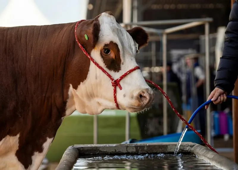 cow drinking from automatic waterer