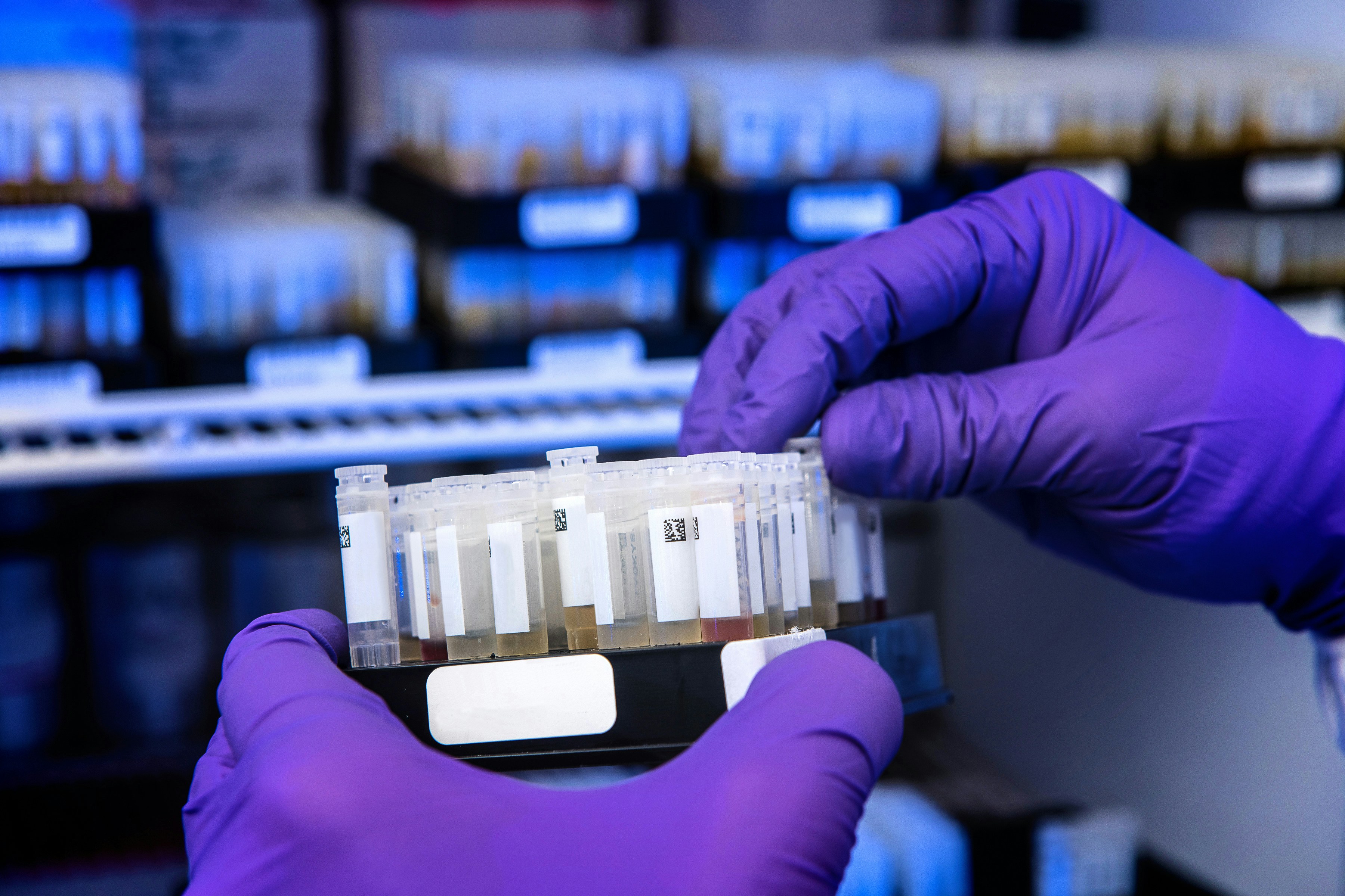 Hands wearing purple gloves handling a rack of labeled test tubes in a laboratory setting.