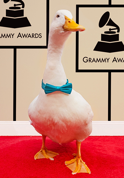 The Aflac duck on the Grammys red carpet.