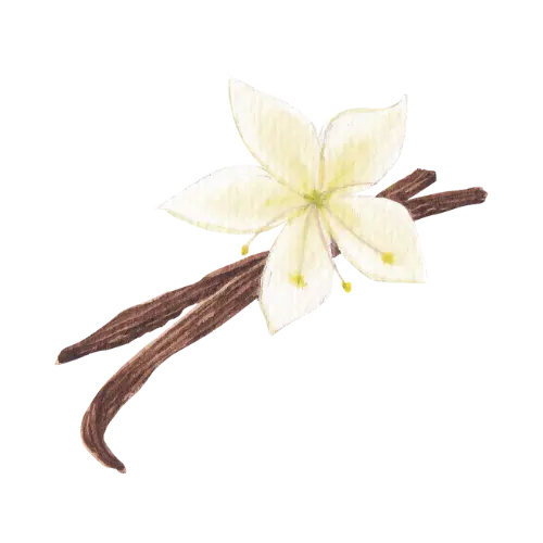 Vanilla