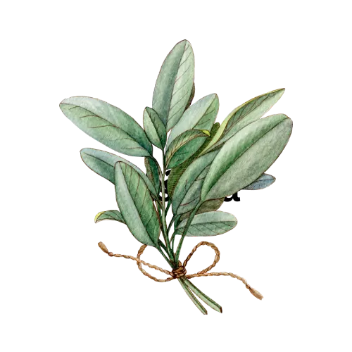 Sage