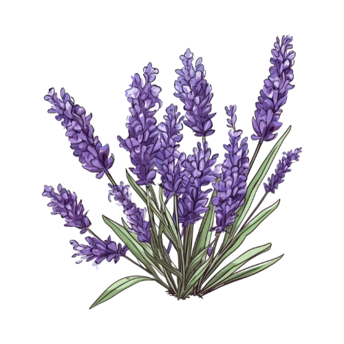 Lavander