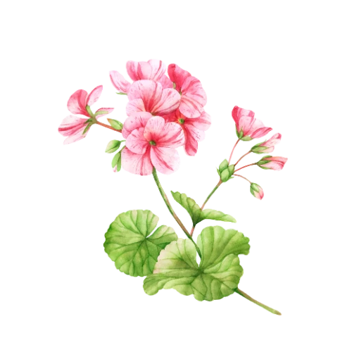 Geranium