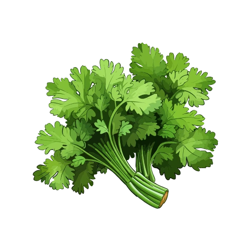 Coriander