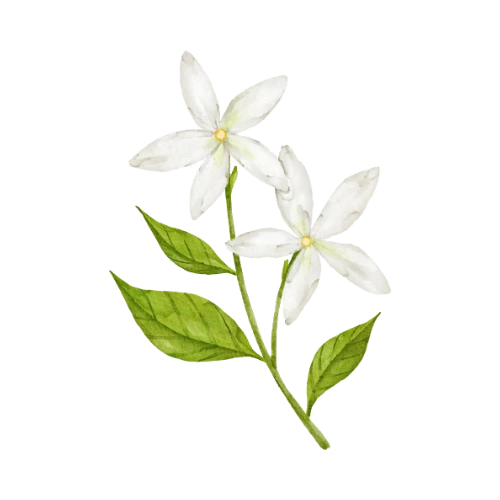 Jasmine