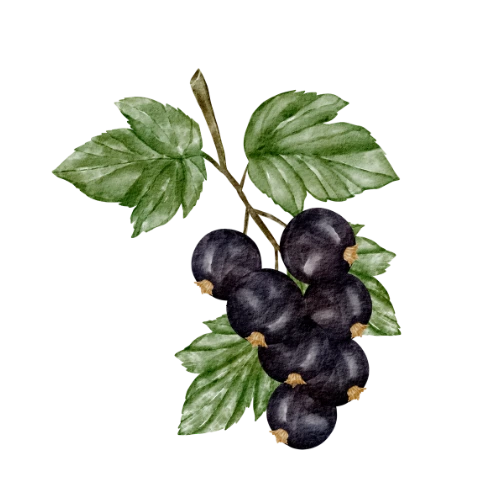 Black Currant