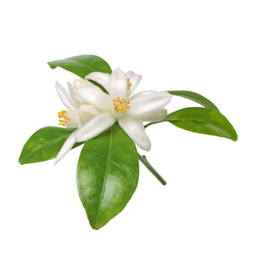 Neroli