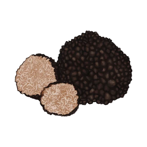 Truffle