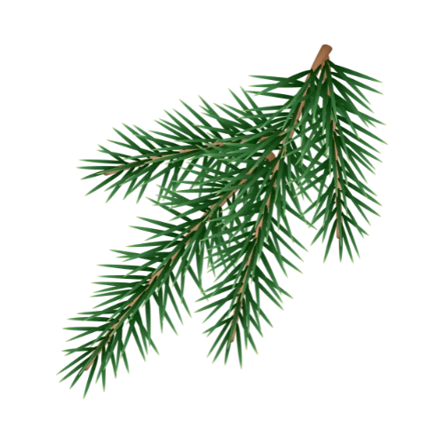 Balsam Fir