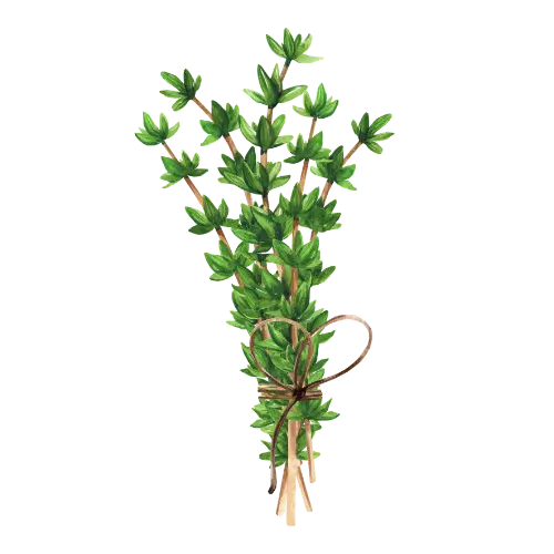 Thyme