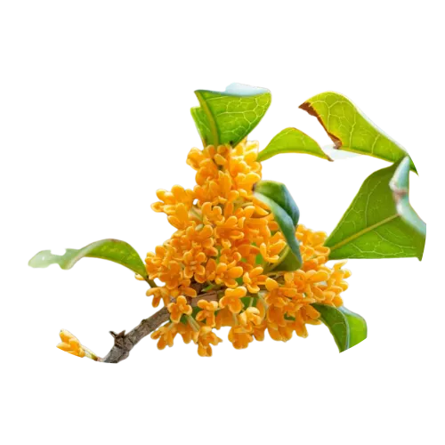 Osmanthus