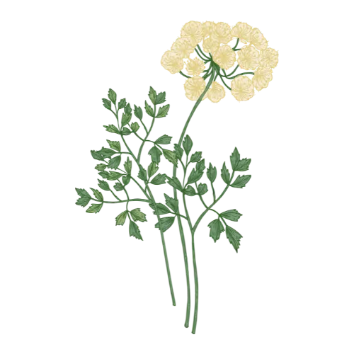 Galbanum
