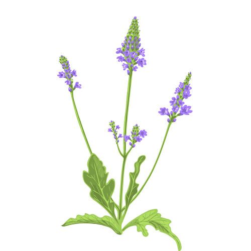 Vervain