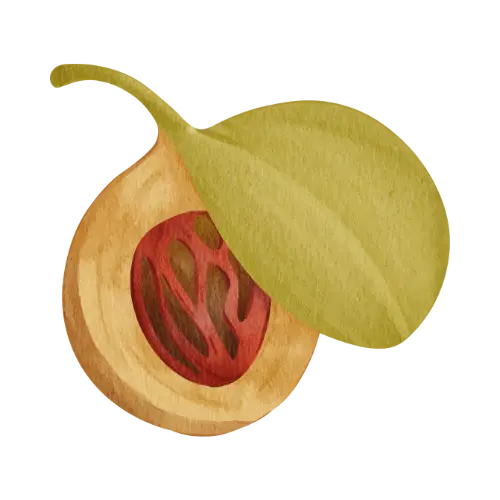 Nutmeg Flower