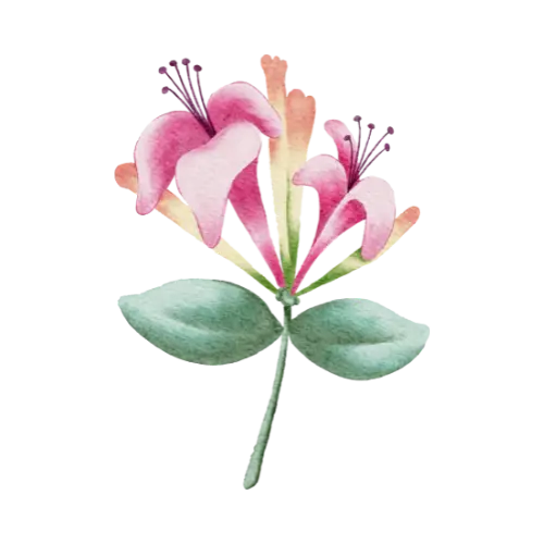 Honeysuckle