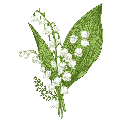 Lily Of The Valley