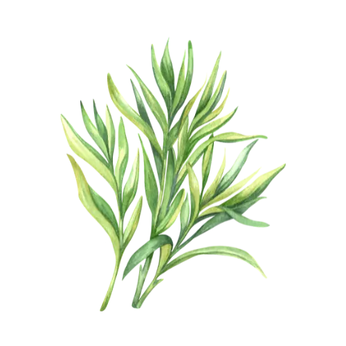 Tarragon