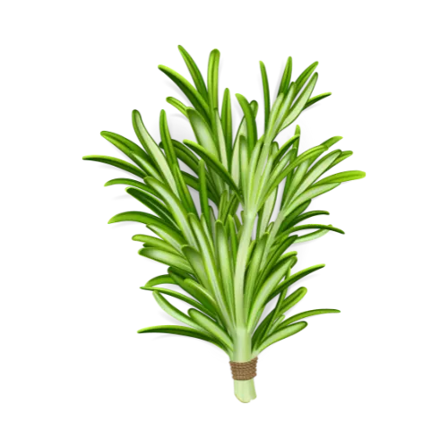 Rosemary