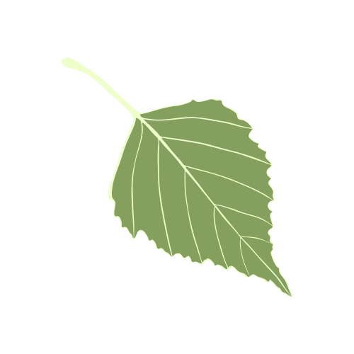 Birch Leaf