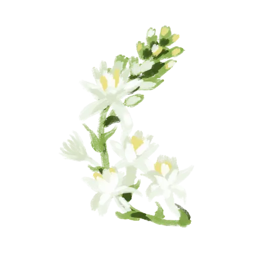 Tuberose