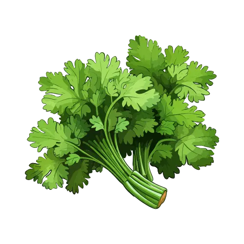 Coriander Leaf
