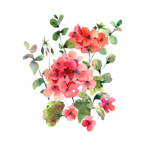 Pelargonium