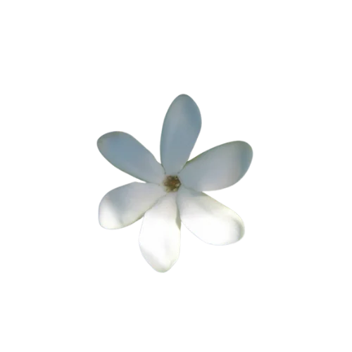 Tiare Flower