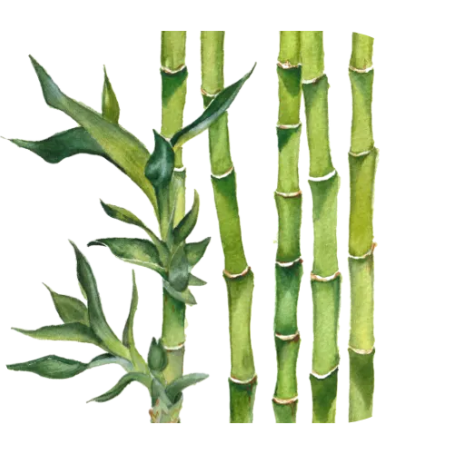 Bamboo
