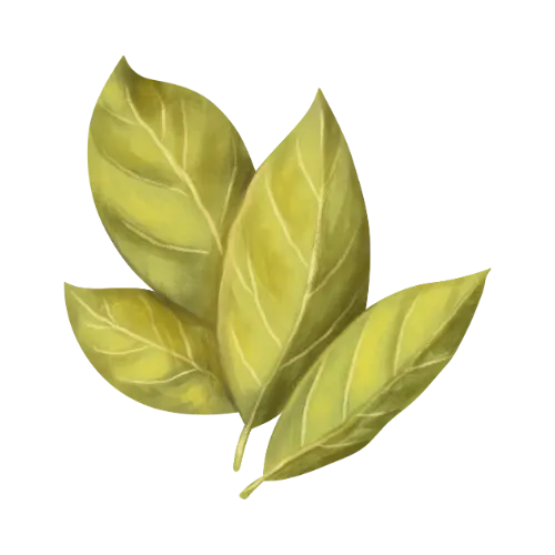 Bay Leaf
