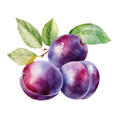 Plum