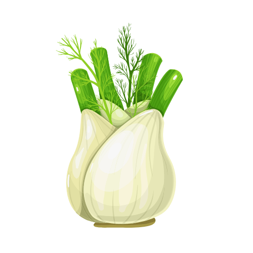 Fennel