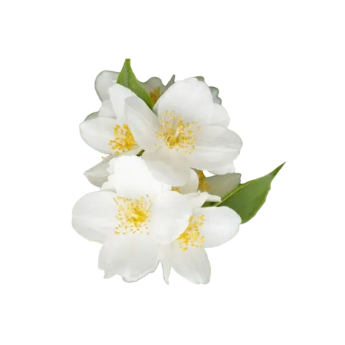 Mock Orange