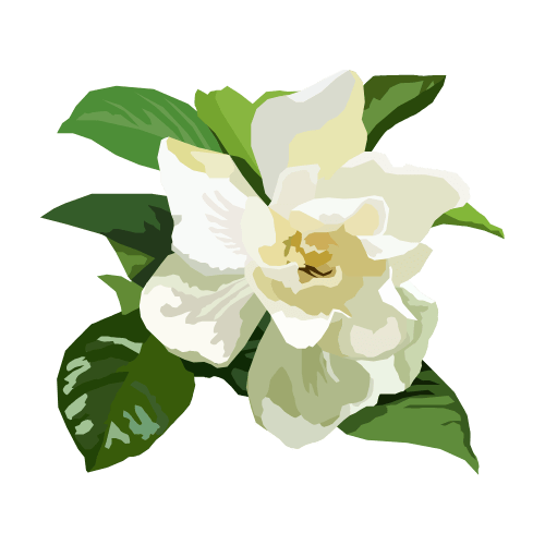 Gardenia